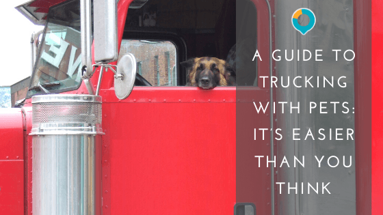 A Guide to Safely Trucking with Dogs