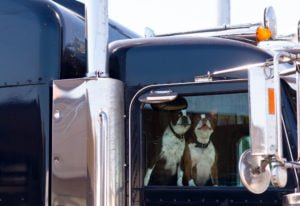 two dogs in big rig